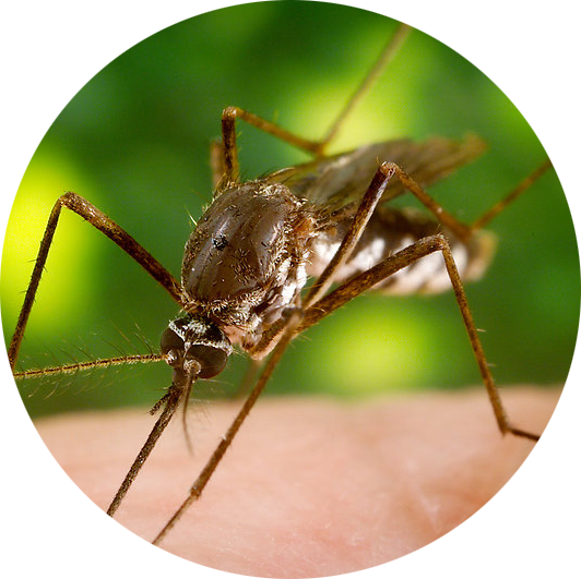 mosquito control Jackson MS