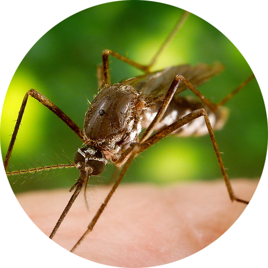 Mosquito Spraying in Ellisville 